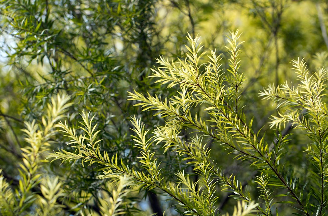 tea-tree-botanical-1050x693-global.jpg