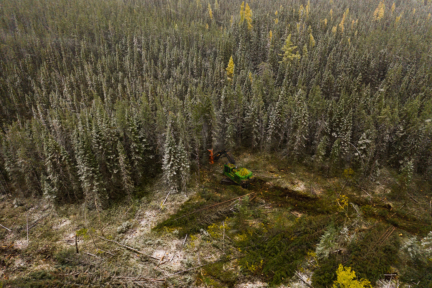 black-spruce-forest-harvesting-birds-eye-view-global.jpg