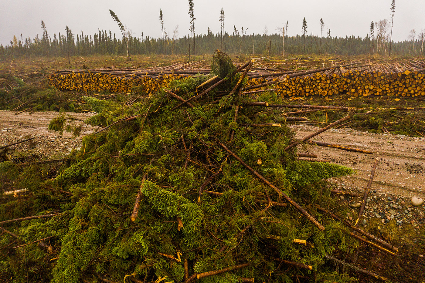 black-spruce-harvested-piled-up-global.jpg