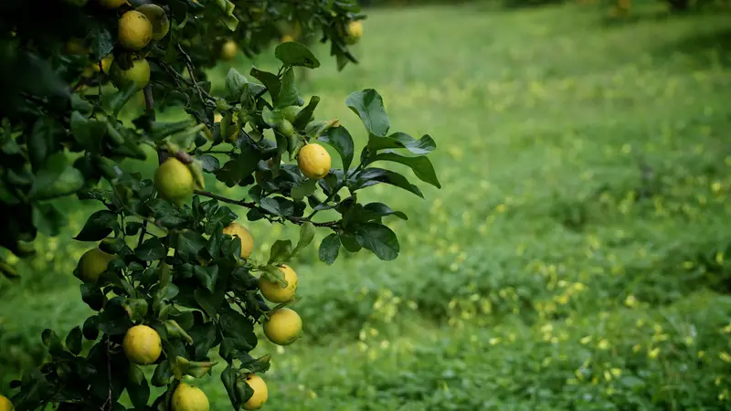Lemon
