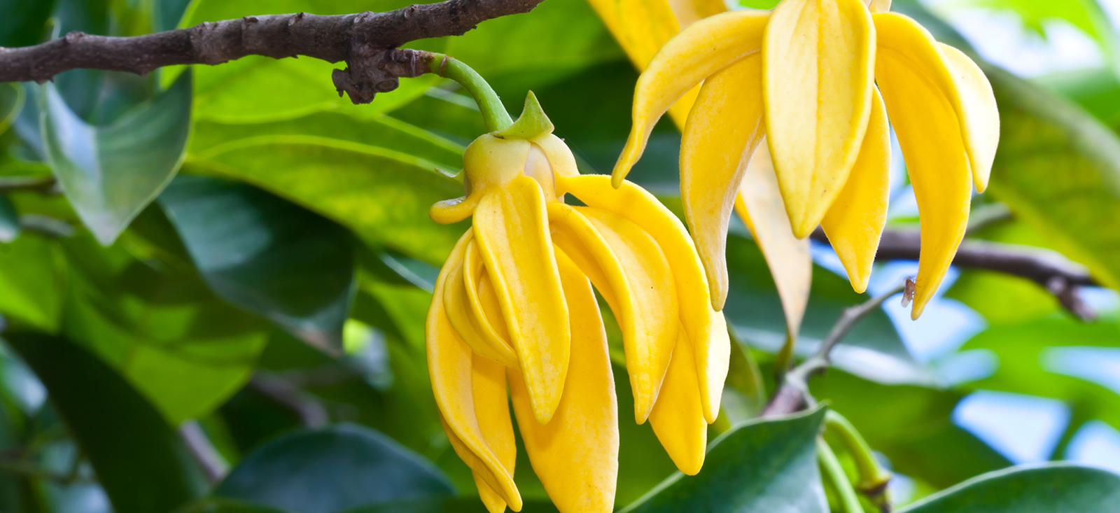 ylang-ylang-botanical-1600x733-global.jpg