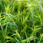 Tea tree (melaleuca) foliage