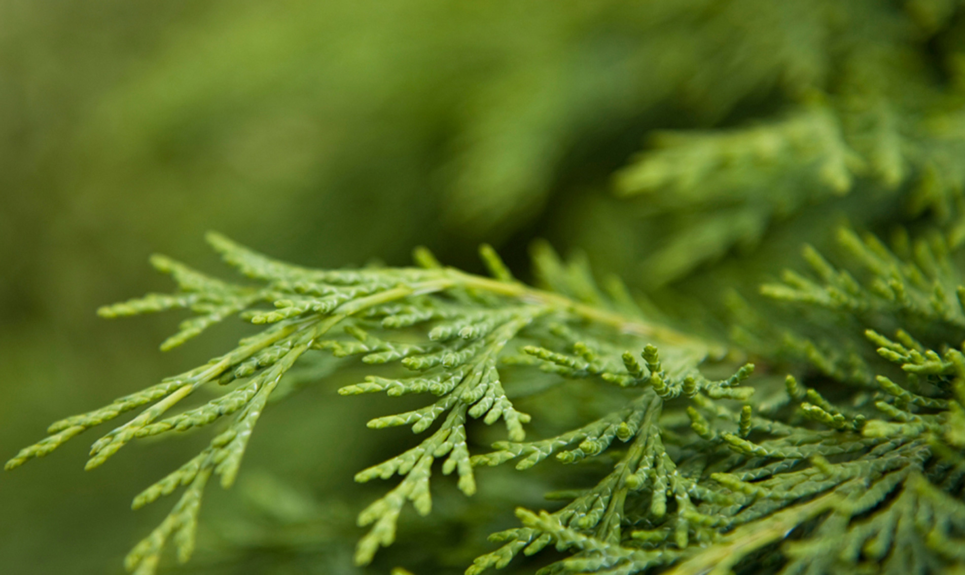 Cypress