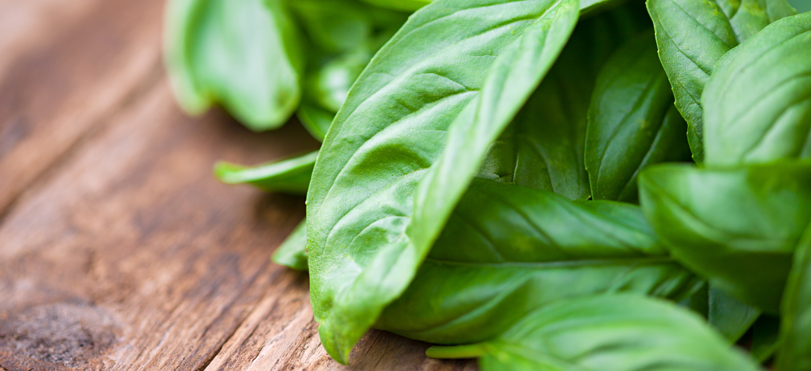 basil-on-wood-left-botanical-1600x733-global.jpg