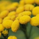 Blue tansy flowers