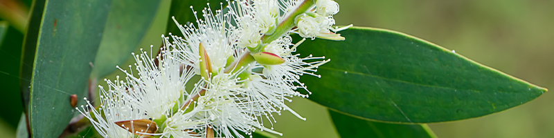 tea-tree-melaleuca-botanical-800x200.png