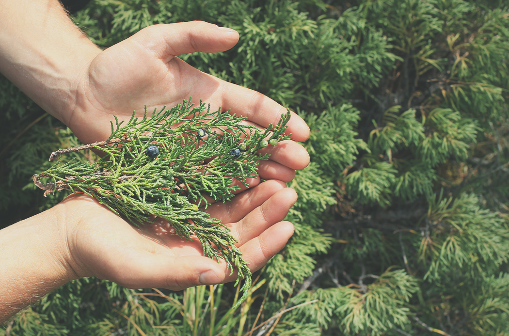 juniper-berry-sourcing-1920x1145-global.jpg