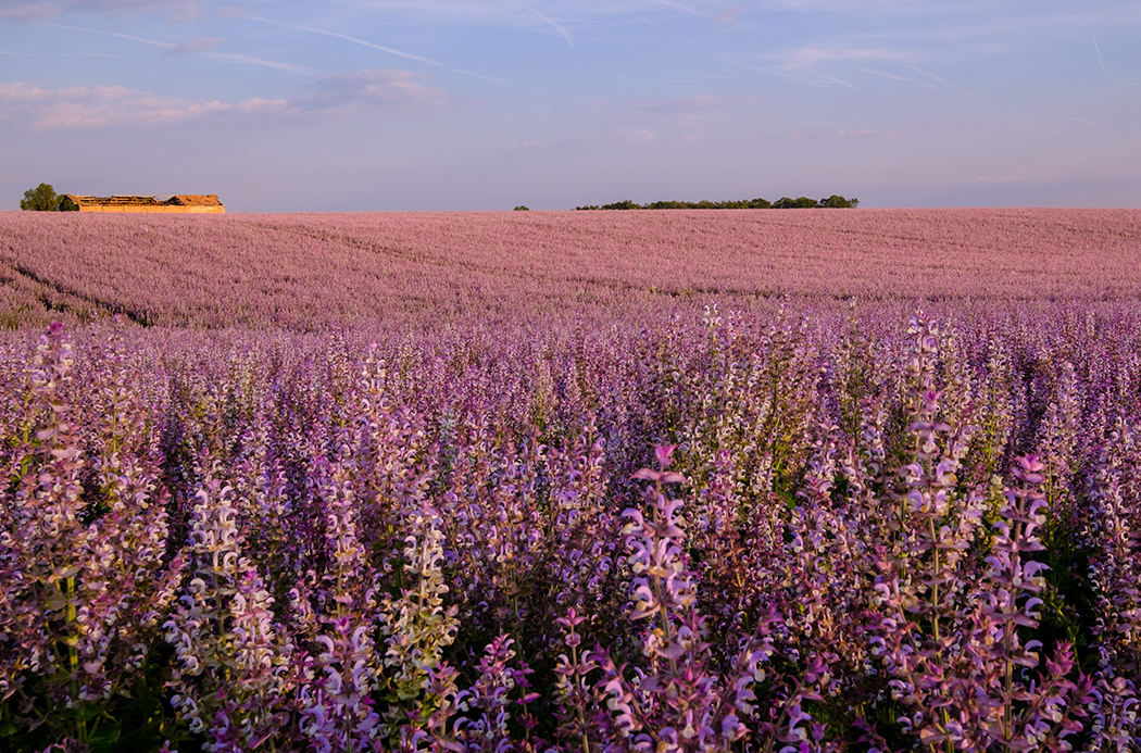 clary-sage-sourcing-1920x1145-global.jpg