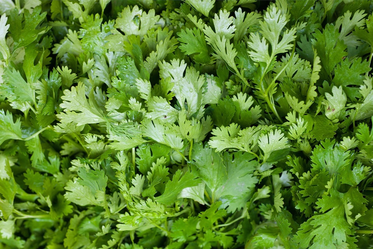 Cilantro