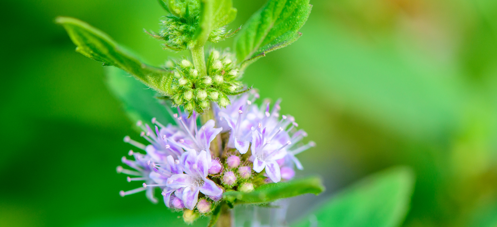 peppermint-japanese-botanical-1600x733-global.jpg