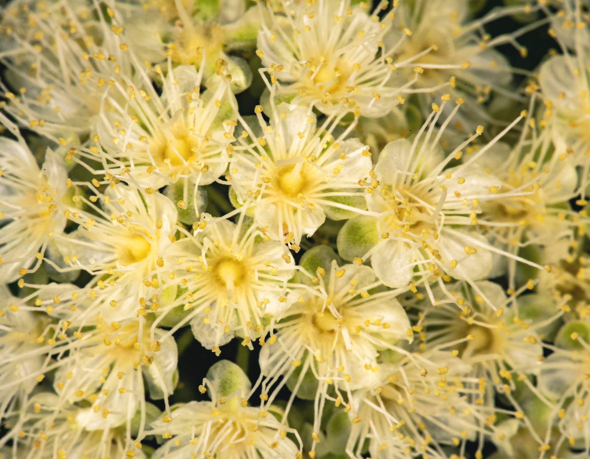 lemon-myrtle-botanical-1920x1493-global.jpg