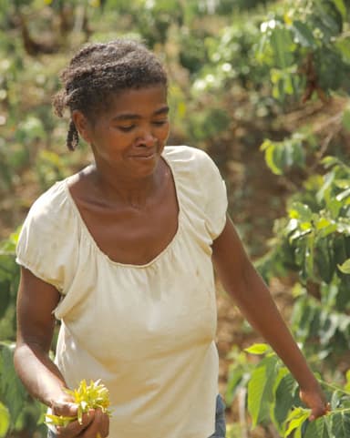 Woman Harvesting doTERRA Ylang Ylang on the Island of Nosy Be
