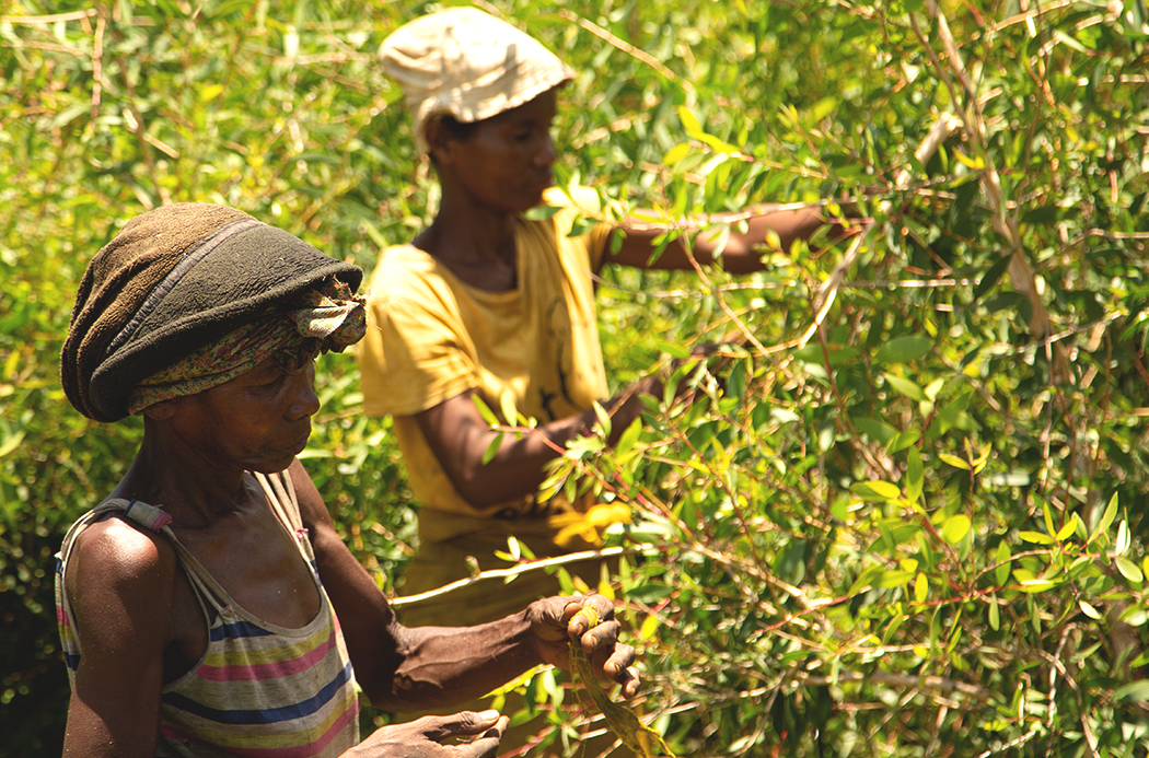 ylang-ylang-sourcing-1920x1145-global.jpg