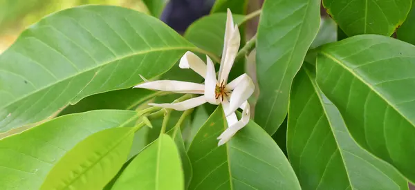น้ำมันหอมระเหย Magnolia