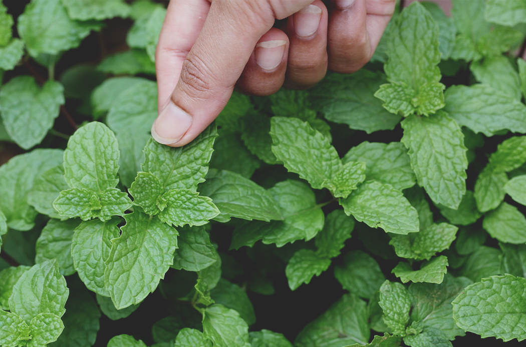 peppermint-sourcing-1050x693-global.jpg