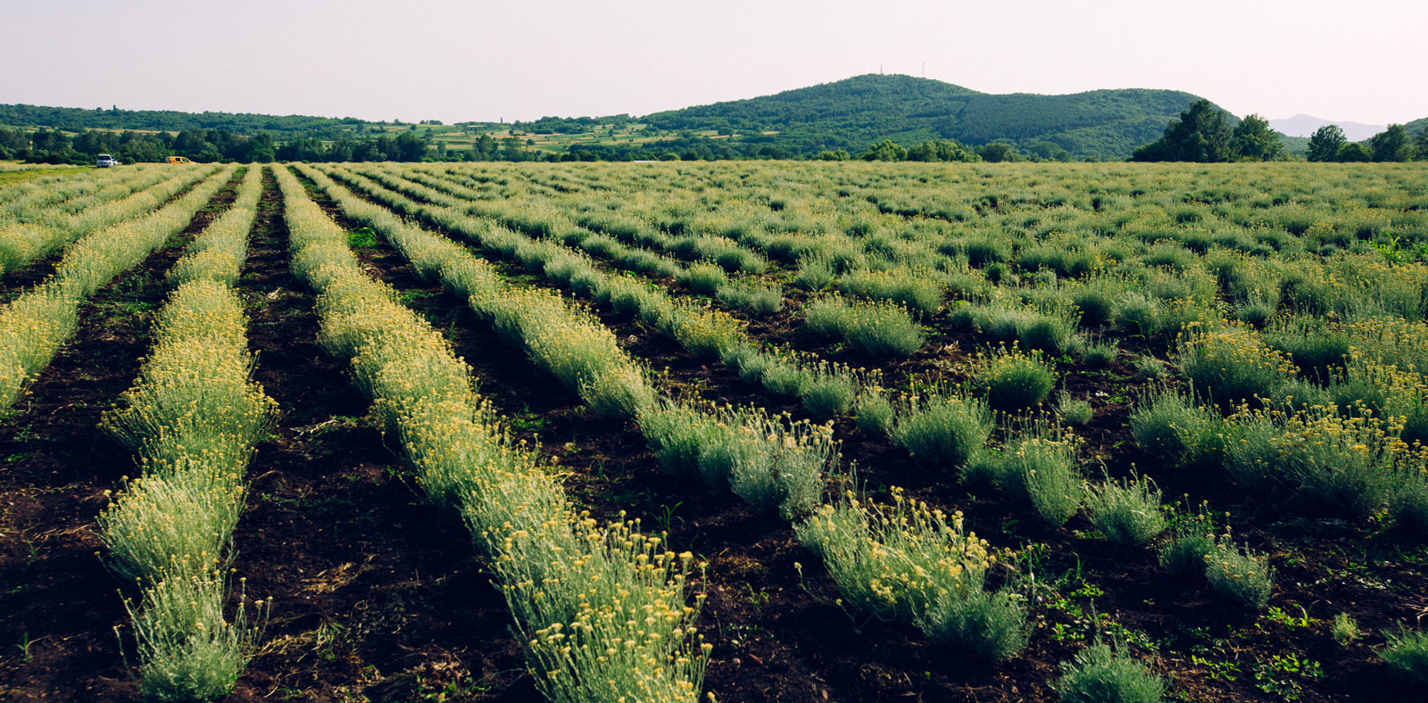 helichrysum-harvest-landscape-natural-landscape-1600x733-global.jpg