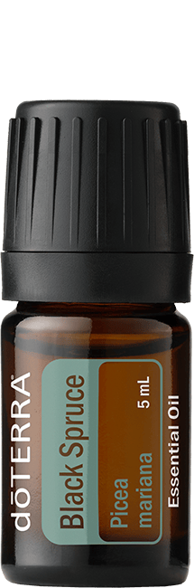 Black Spruce