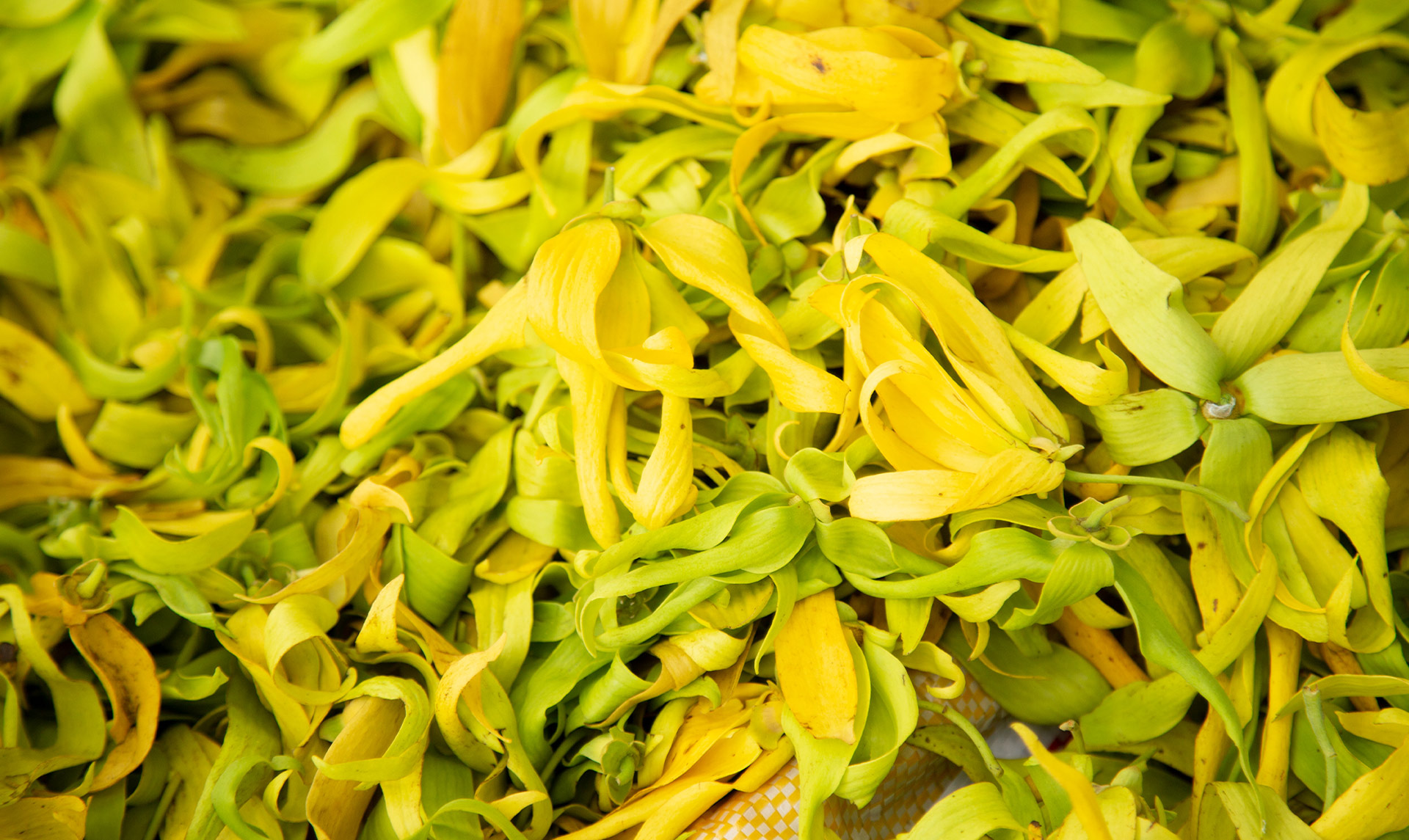 Ylang Ylang Welcome to Nosy Be