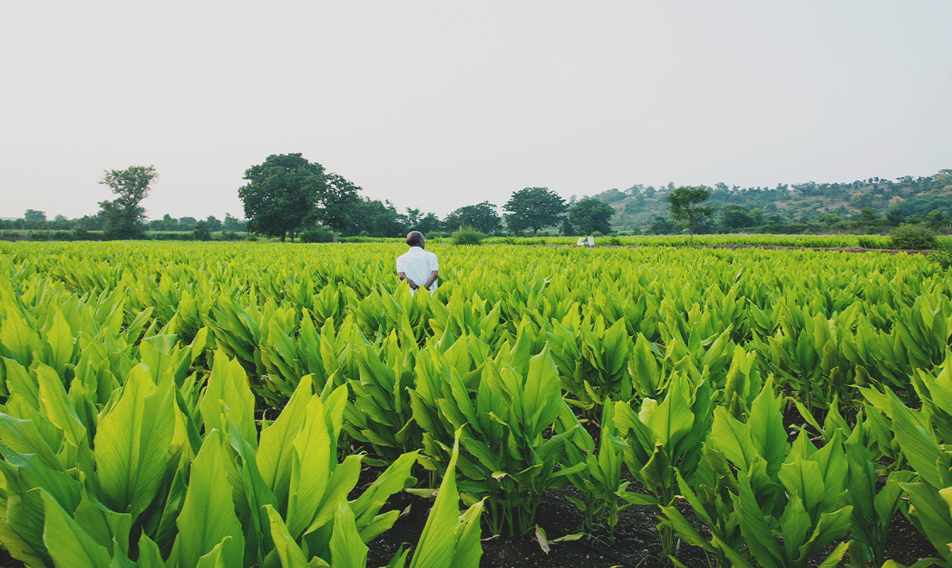 turmeric-botanical-1920x1145-global.jpg