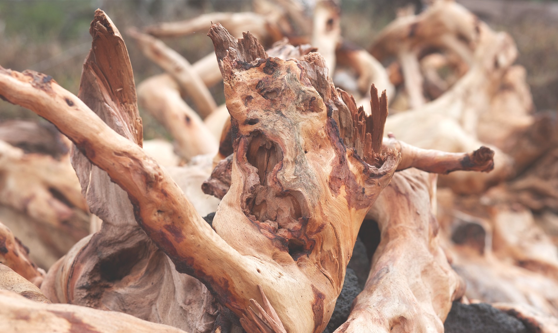 hawaiiansandalwood-botanical-1920x1145-global.jpg