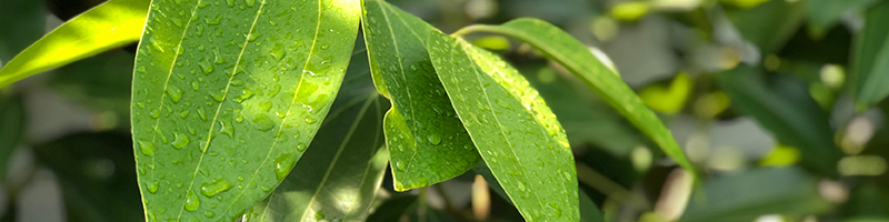 cinnamon-leaf-botanical-800x200-global.jpg