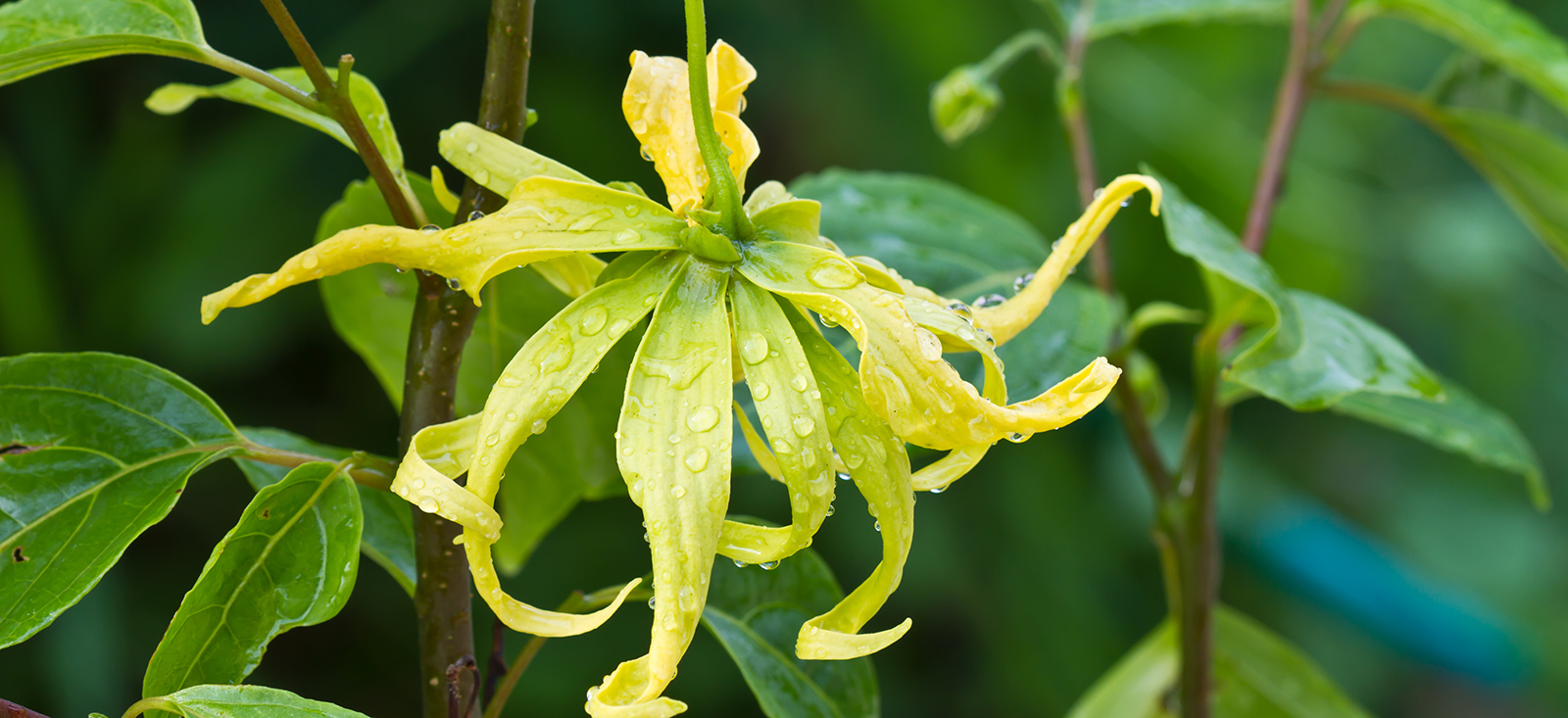 ylang-ylang-after-rain-botanical-1600x733-global.jpg