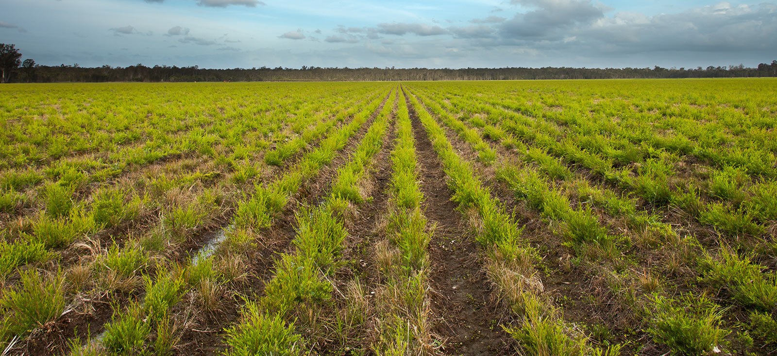 tea-tree-field-natural-landscape-1600x733-global.jpg
