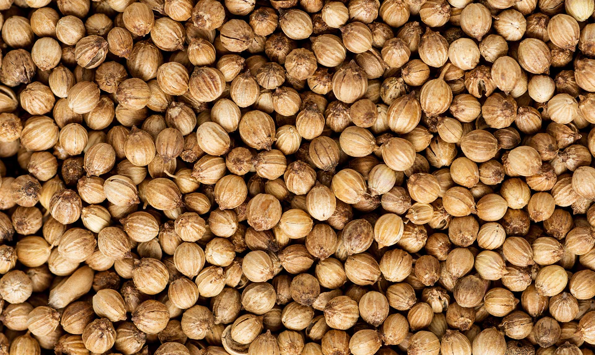 coriander-seed-botanical-1920x1145-global.jpg