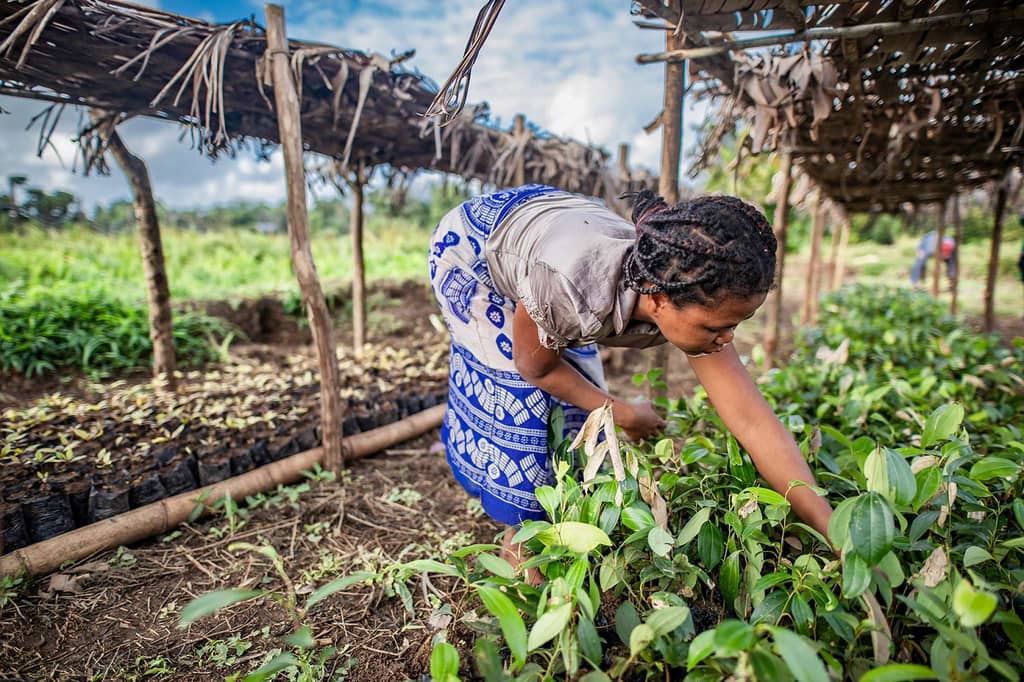Woman tending plants in a nursery