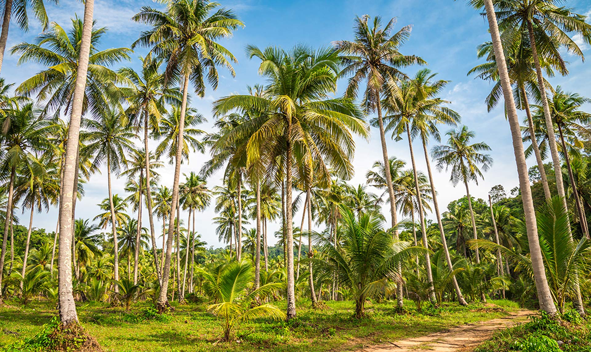 fractionated-coconut-oil-botanical-1050x693-global.jpg