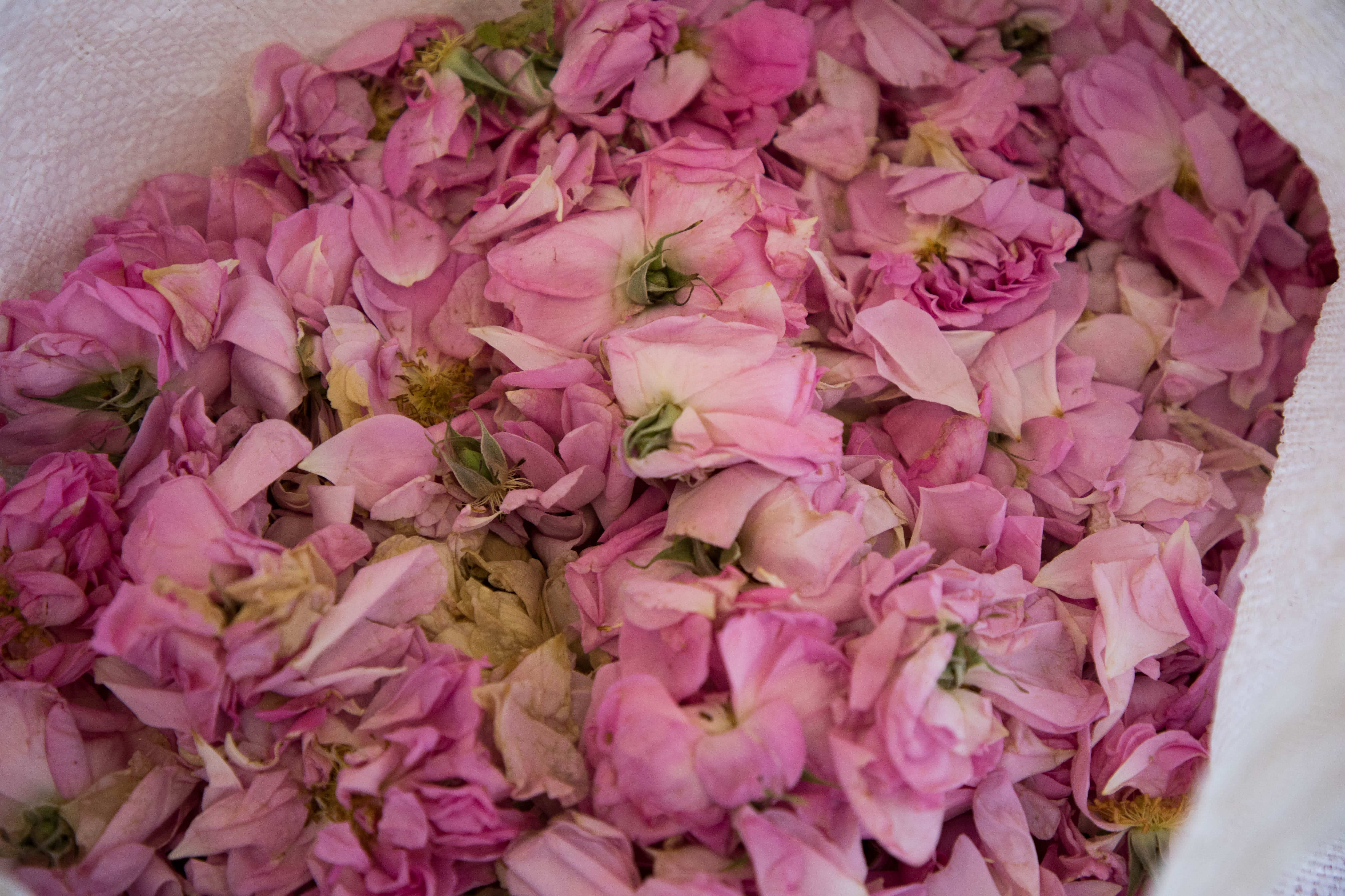 rose-petals-harvested-in-bag-sourcing-6720x4480-global.jpg