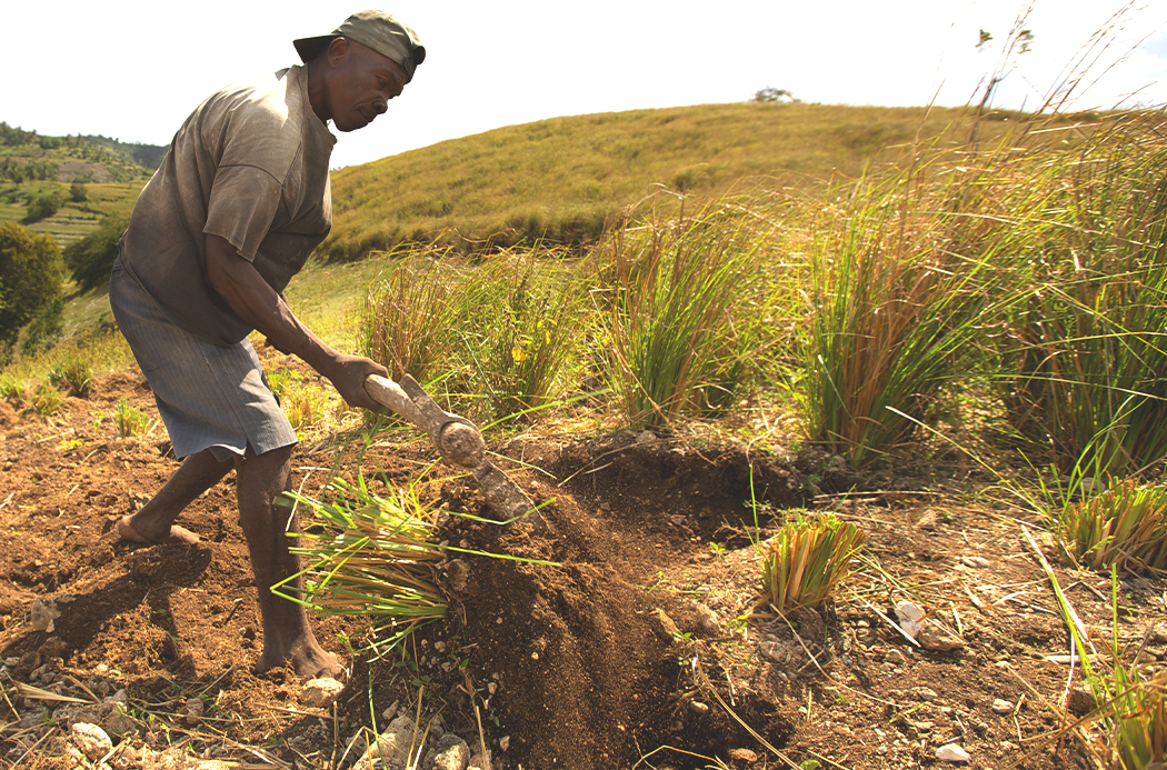 lemongrass-sourcing-1920x1145-global.jpg