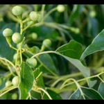 Camphor tree branch with berries
