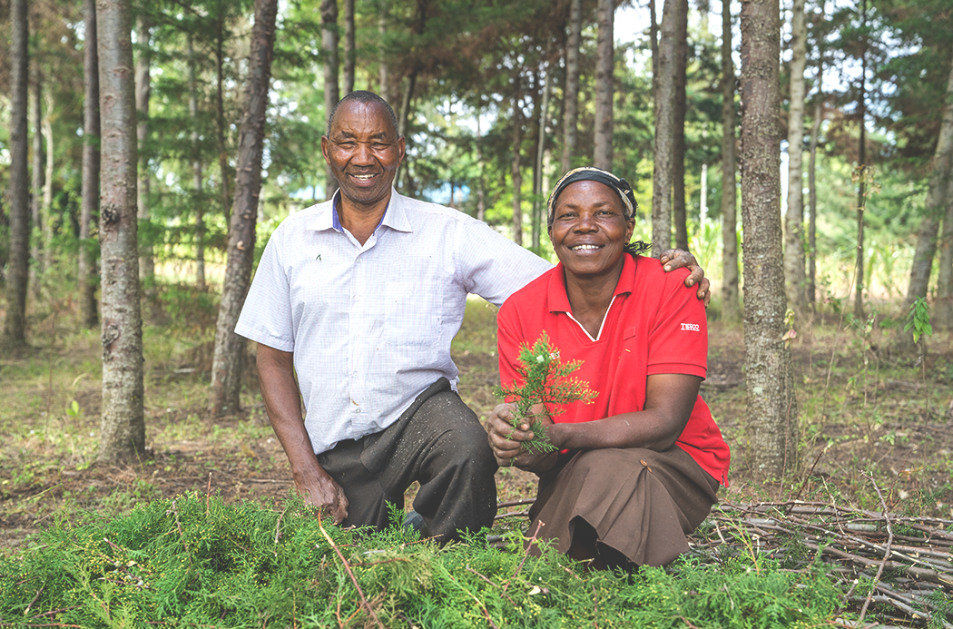 harvesting-cypress-sourcing-1050x693-global.png
