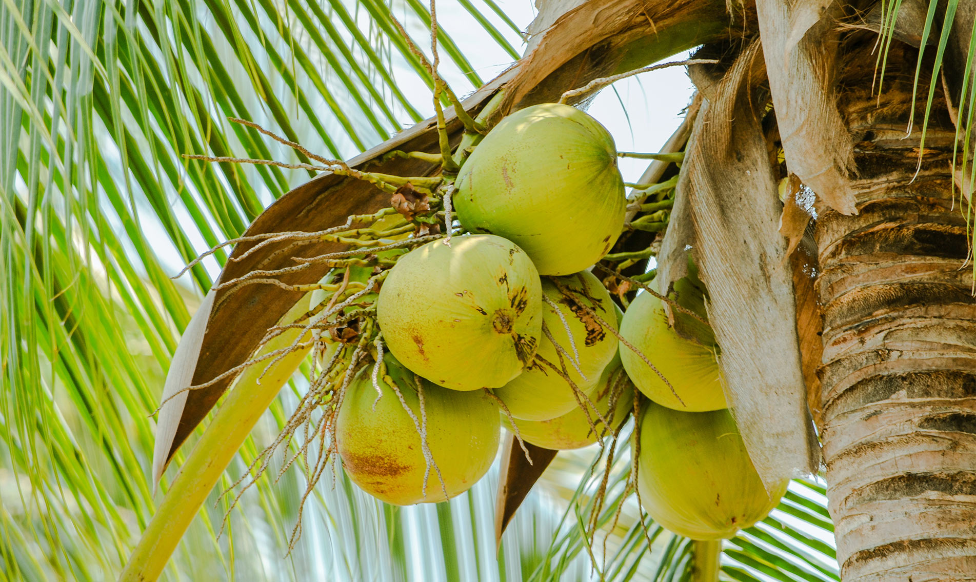 fractionated-coconut-oil-botanical-1903x1135-global.jpg