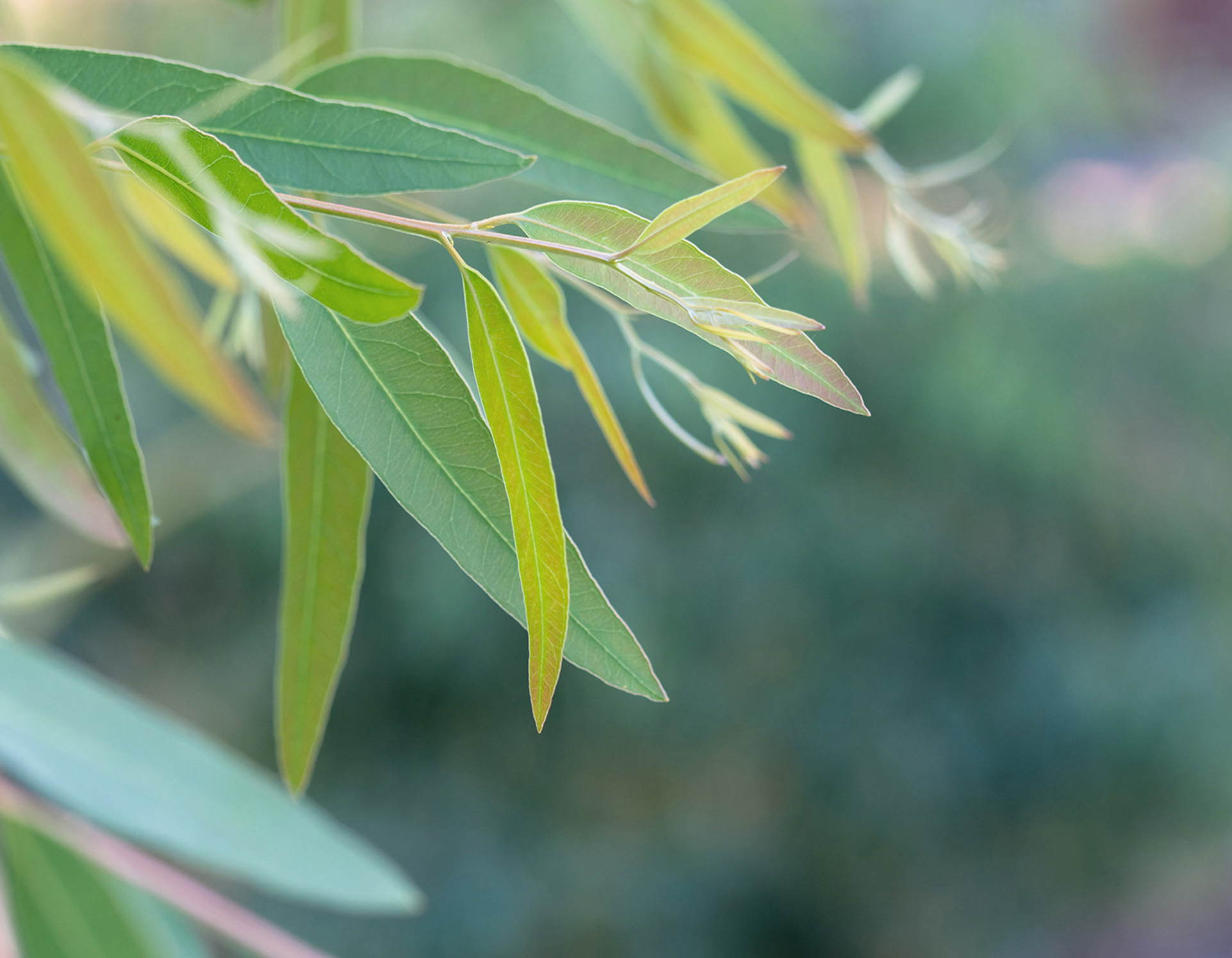 Eucalyptus Blend