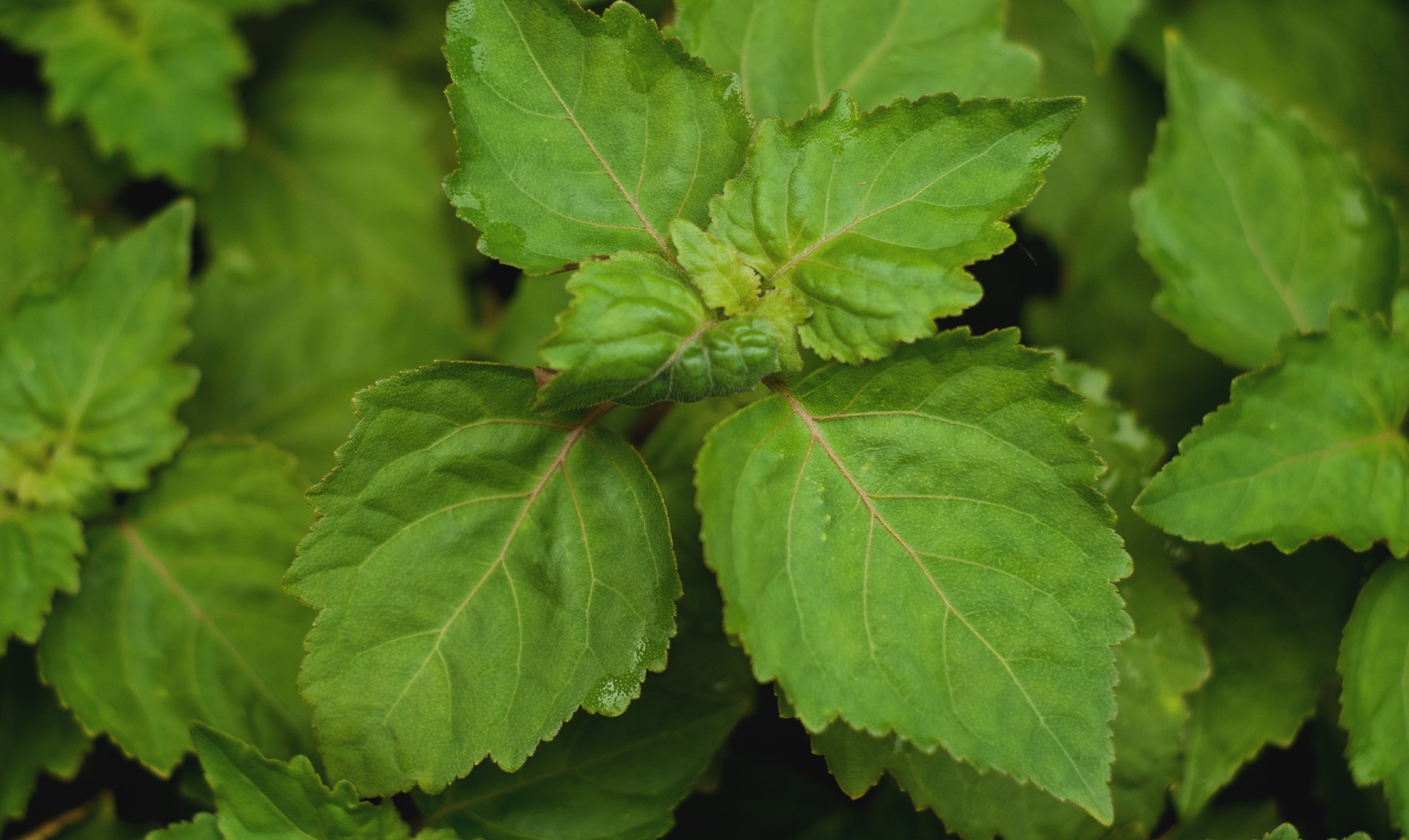 patchouli-botanical-1920x1145-global.jpg