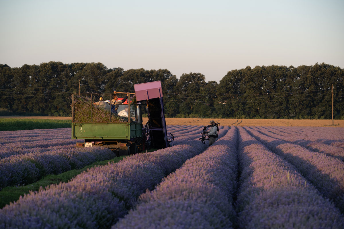 Lavender