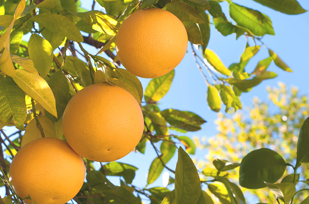 grapefruit-botanical-1920x1145-global.jpg