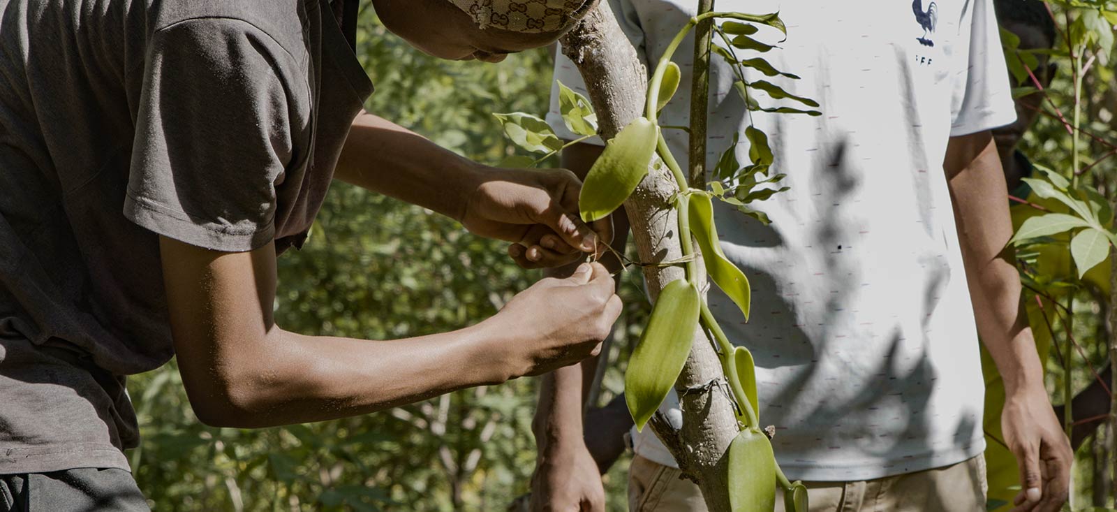 vanilla-sourcing-1600x733-global.jpg