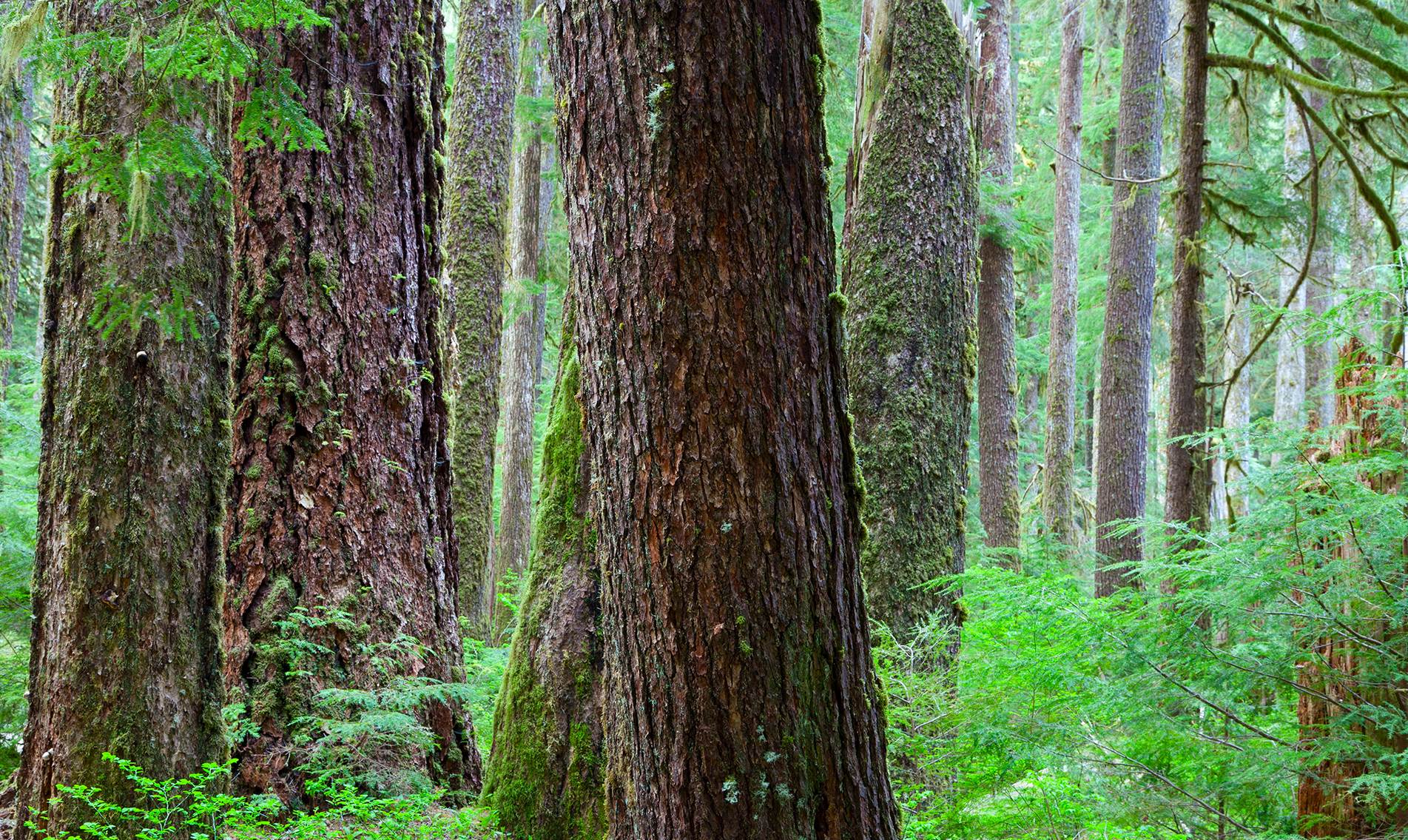 douglas-fir-botanical-1920x1145-global.jpg