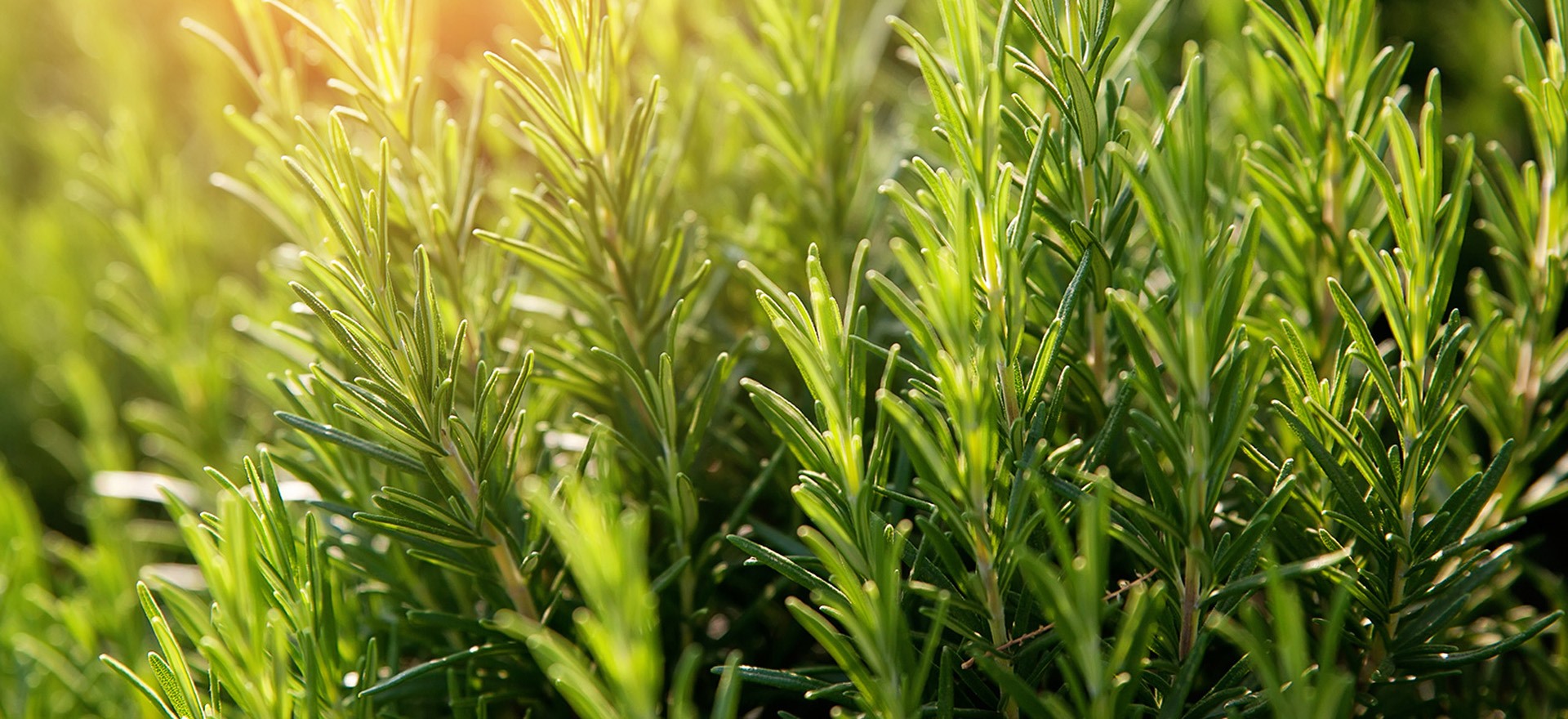 rosemary-at-sunrise-botanical-1920x960-global.jpg