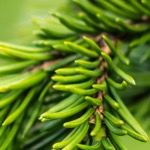 Black spruce needles