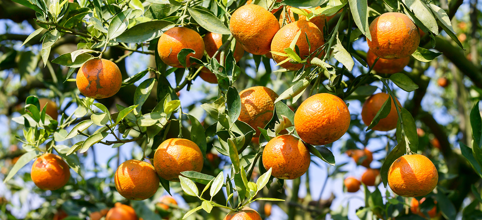 wild-orange-on-tree-botanical-1600x733-global.jpg
