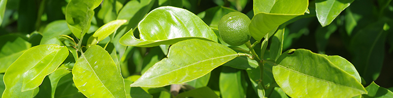 petitgrain-botanical-800x200-global.jpg