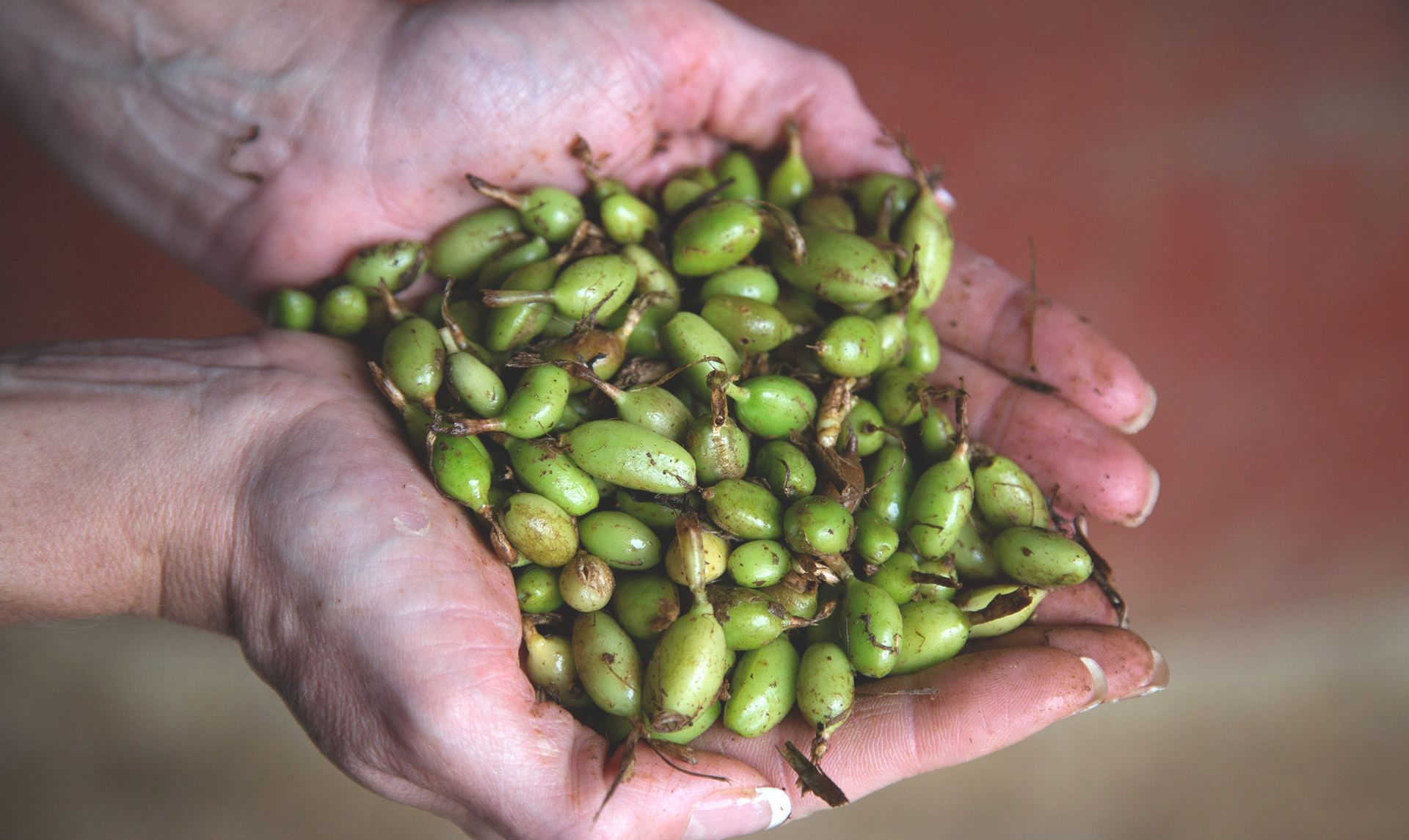 Cardamom