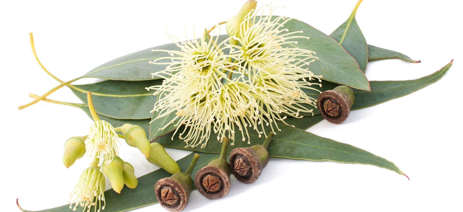 Eucalyptus Globulus