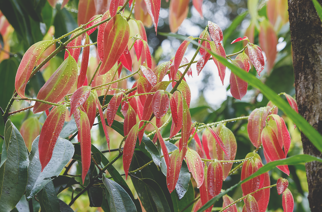 cinnamon-botanical-1050x693-global.png