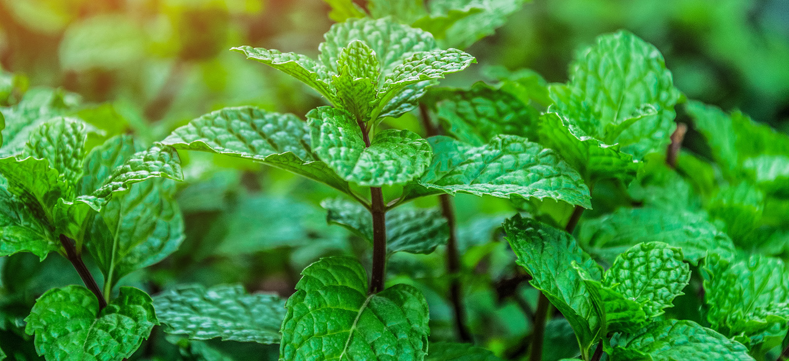 spearmint-in-morning-botanical-1600x733-global.jpg