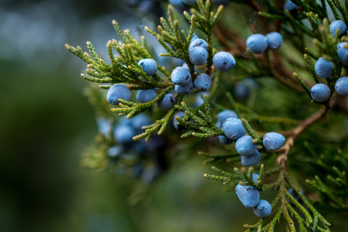 Juniper Berry